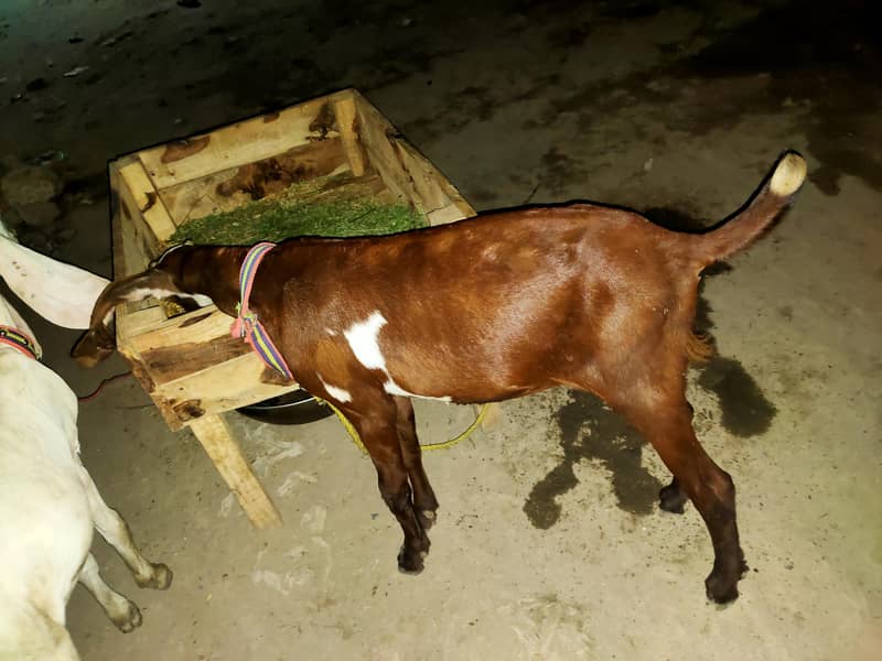 bakri 1