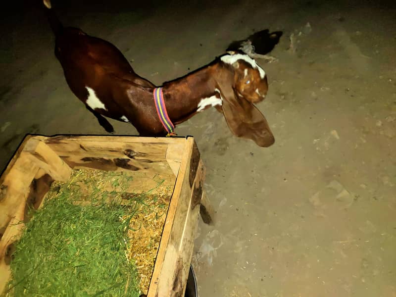 bakri 2