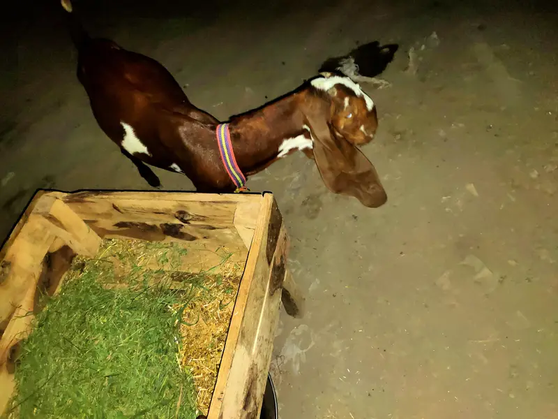 bakri — photo 3