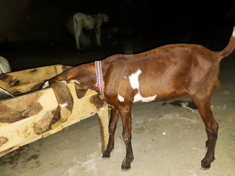 bakri 3