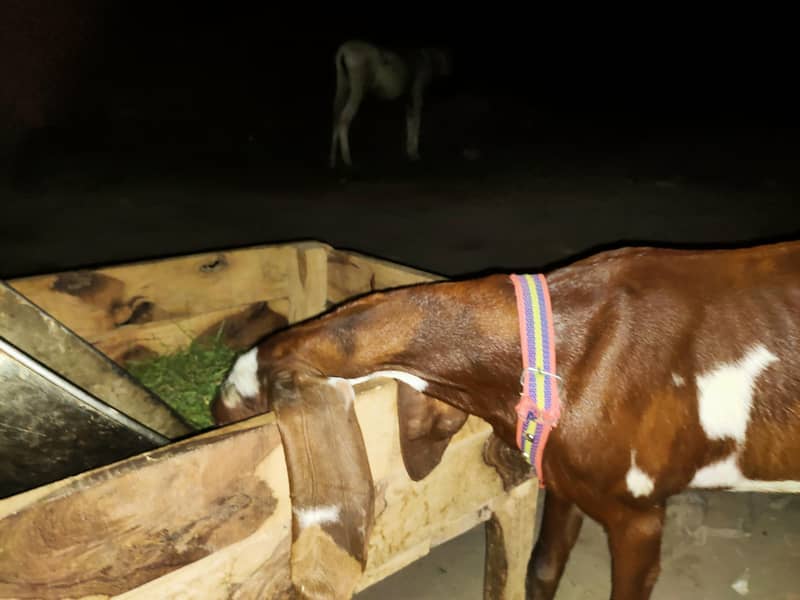 bakri 4