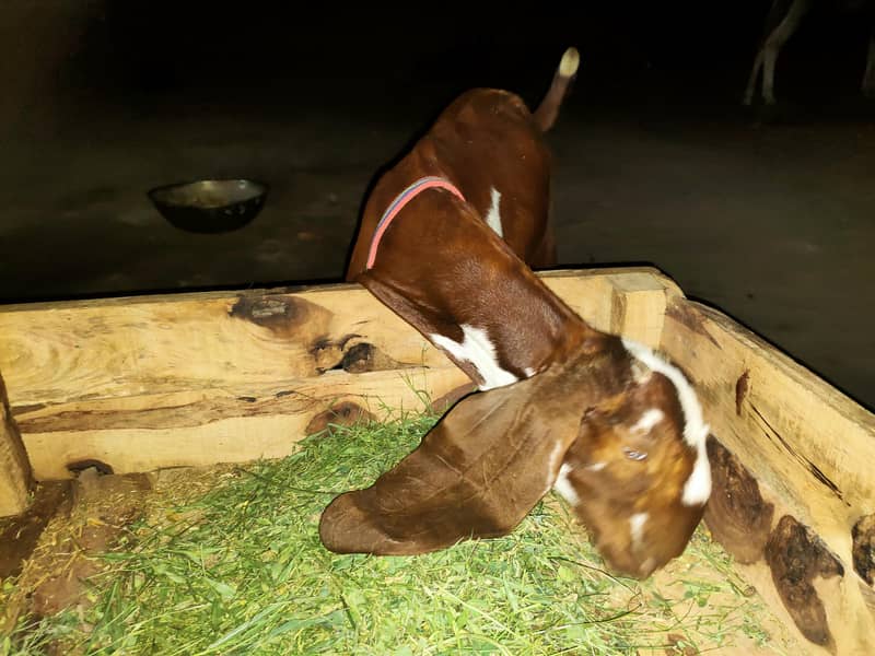 bakri 5