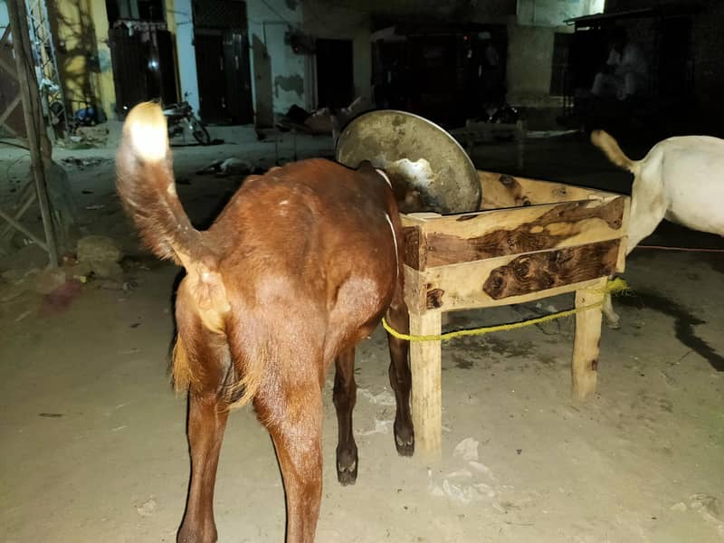 bakri 6