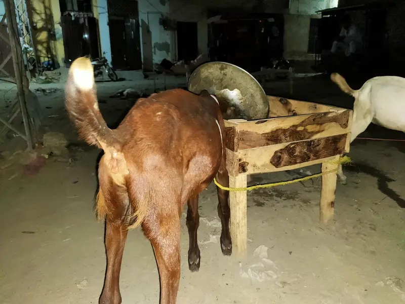 bakri — photo 7