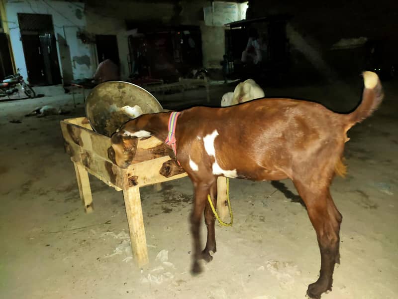 bakri 7