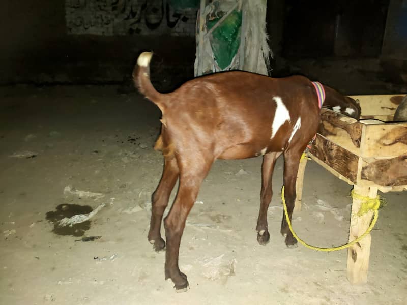 bakri 8