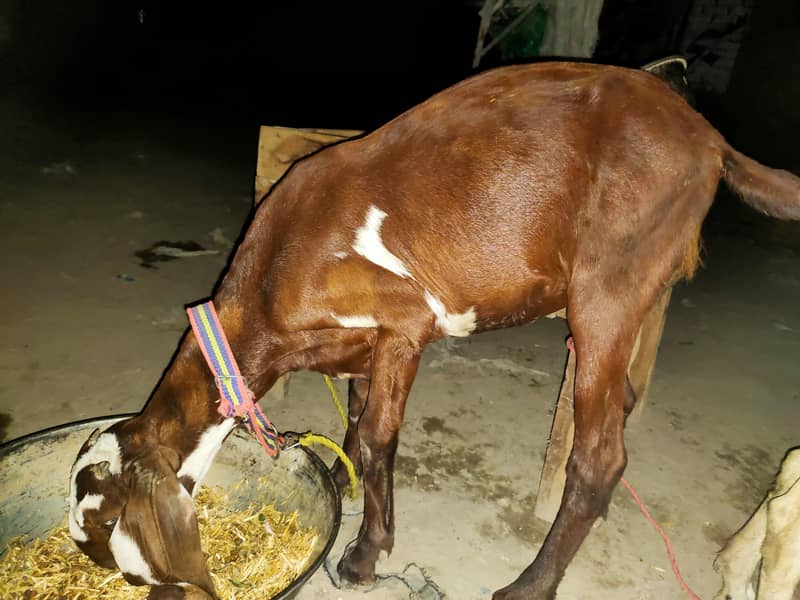 bakri 9