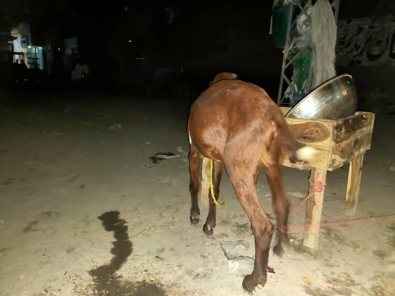 bakri 10