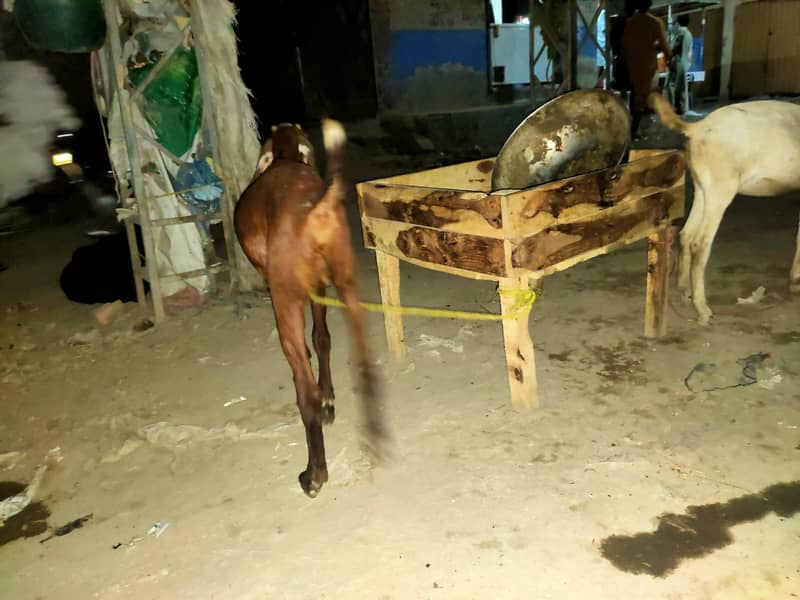 bakri 11