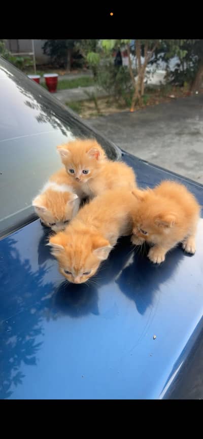 Persian cats babies