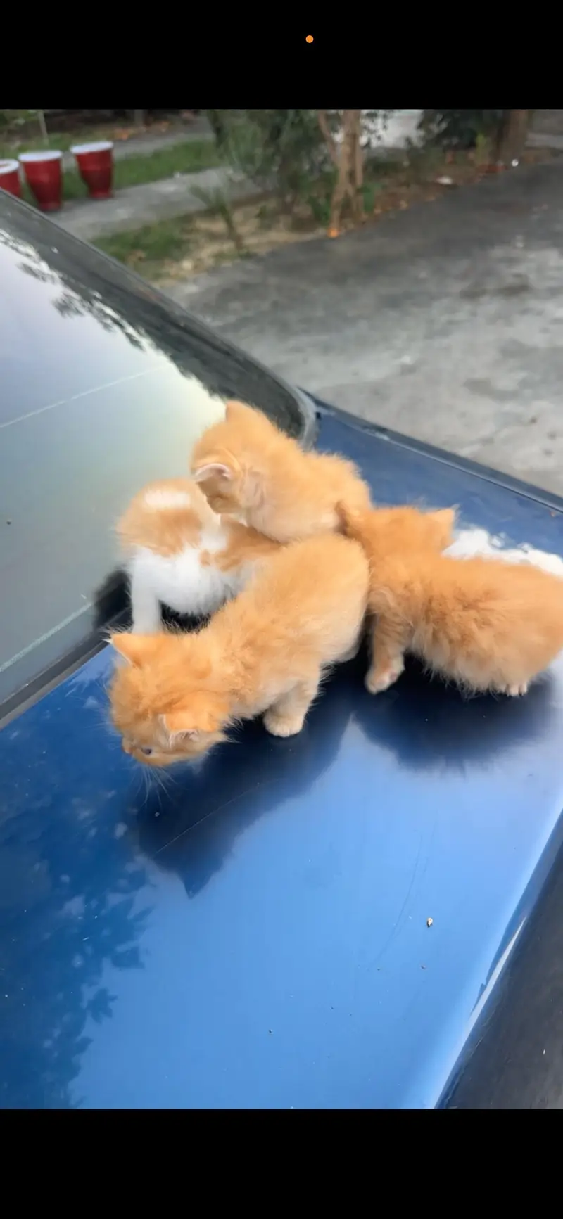 Persian cats babies — photo 2