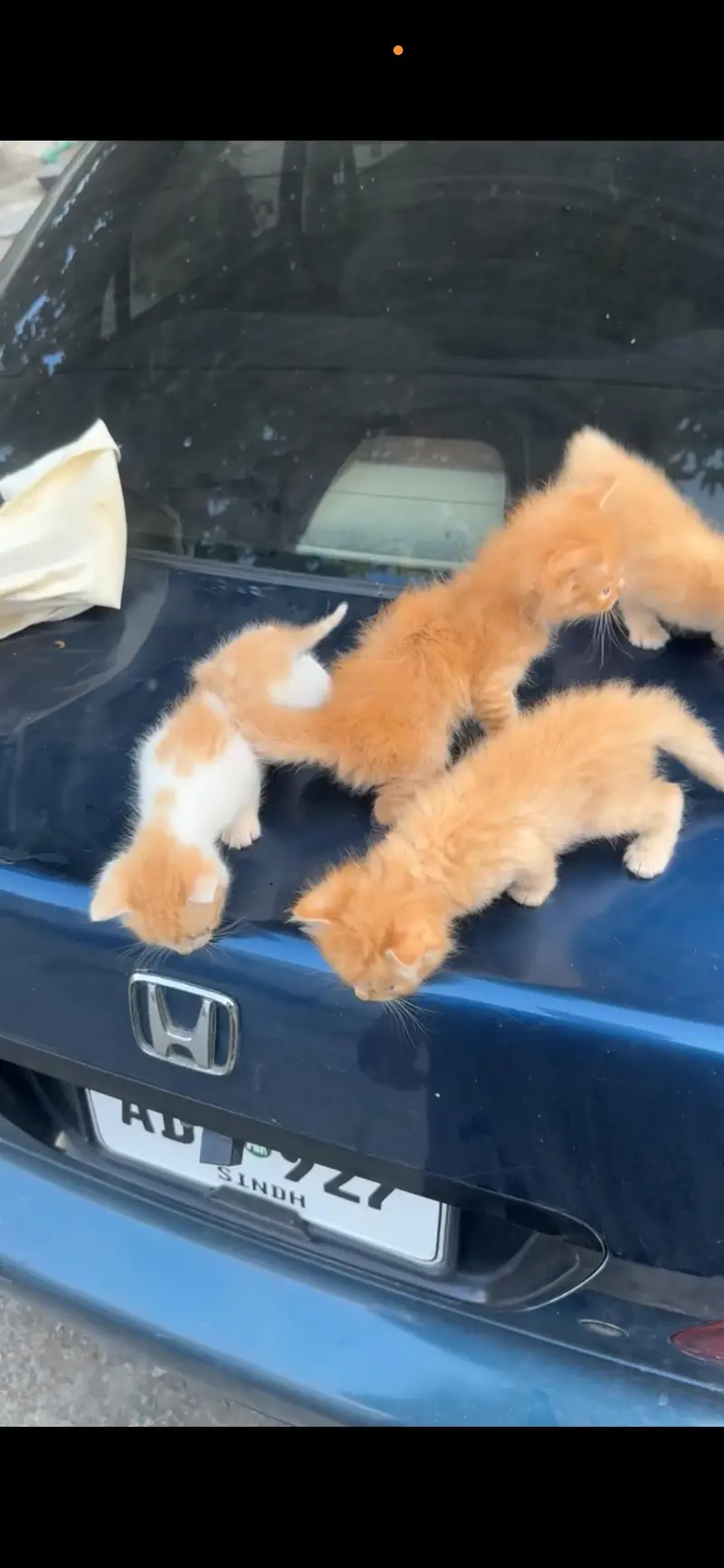 Persian cats babies — photo 3