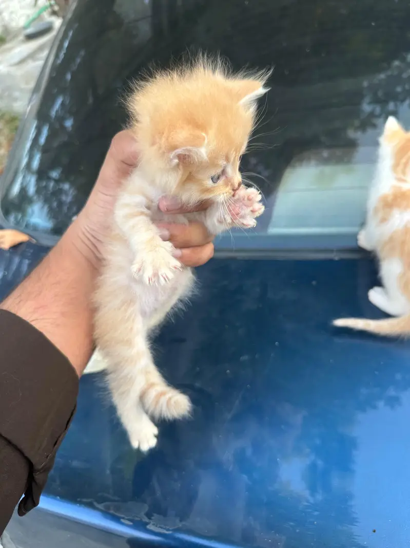 Persian cats babies — photo 4