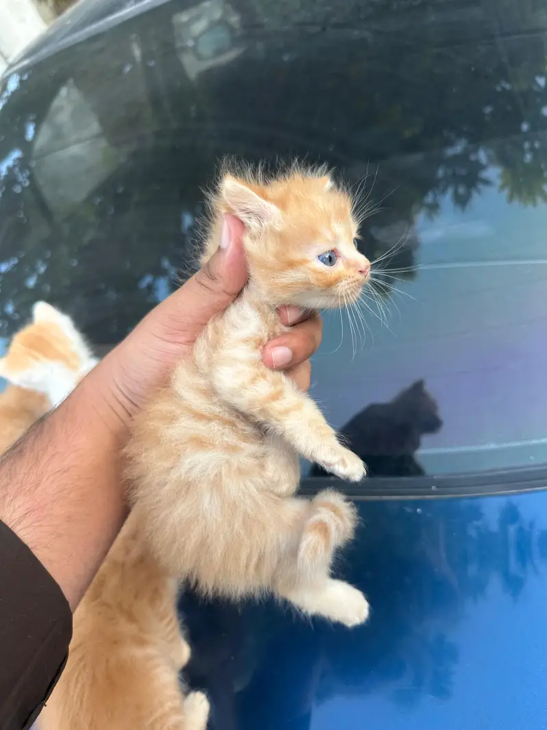 Persian cats babies — photo 5