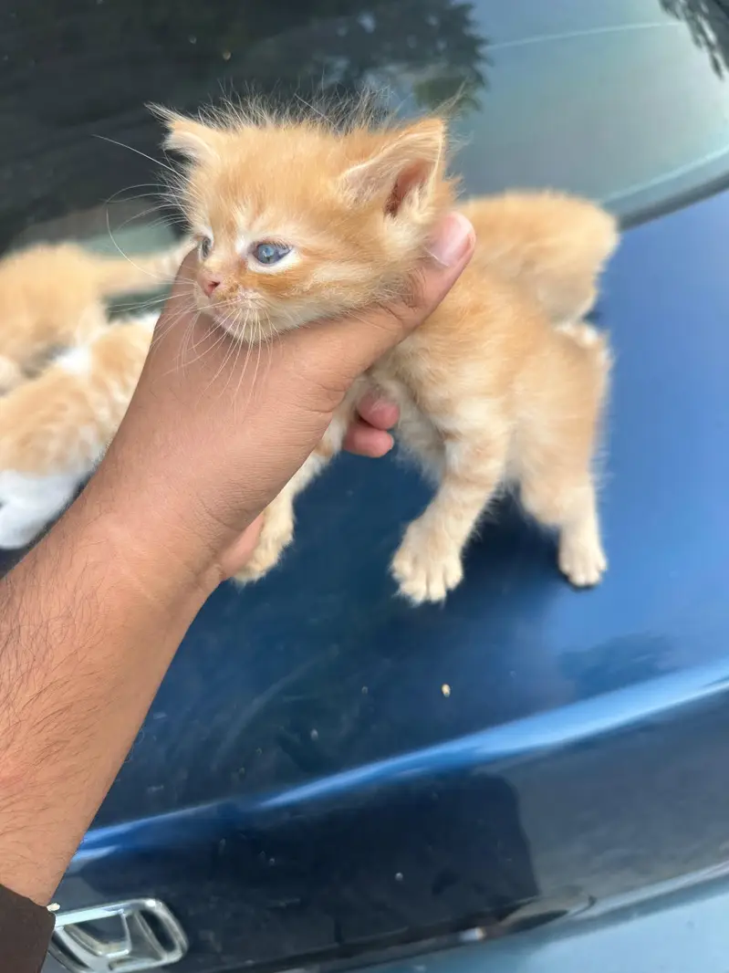 Persian cats babies — photo 6