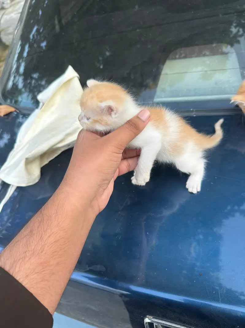 Persian cats babies — photo 7