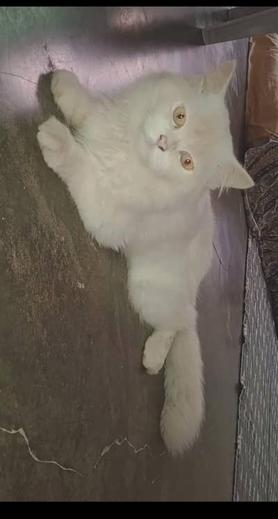 1 year Persian Billa