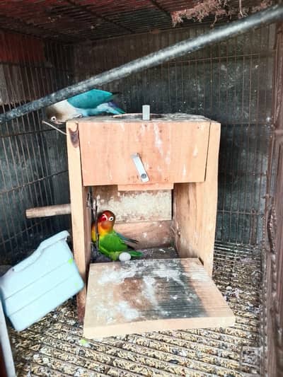 love bird with eggs for sale
