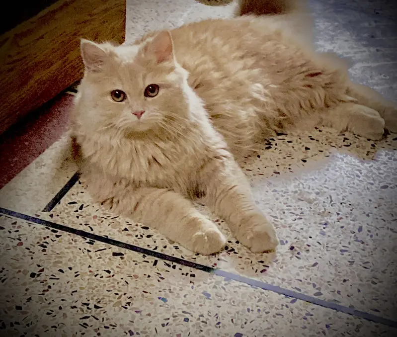 Persian male and female cat — photo 2