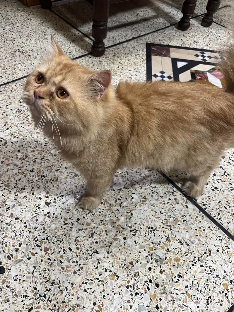 Persian male and female cat — photo 3