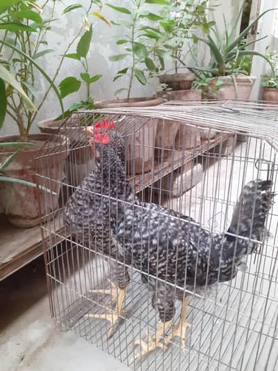 Breed plymouth rock for sale pair