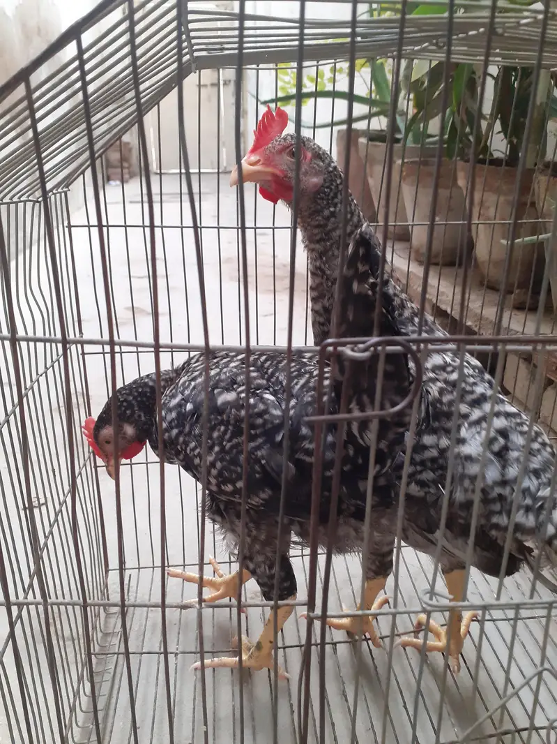 Breed plymouth rock for sale pair — photo 2