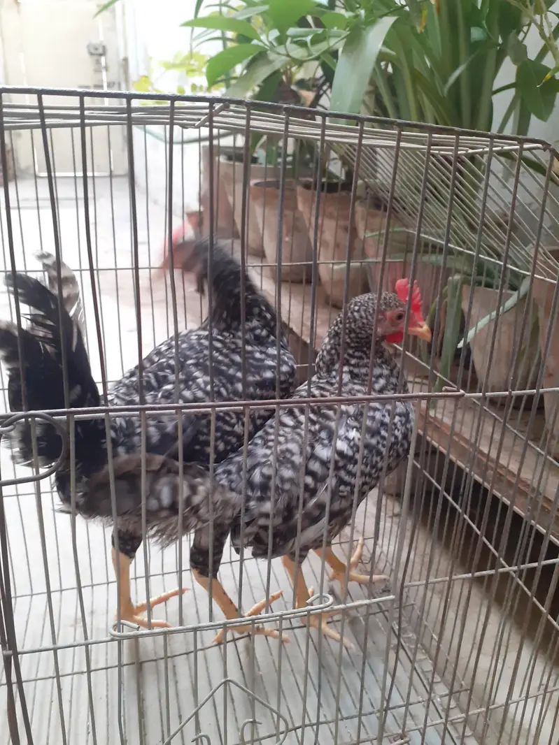 Breed plymouth rock for sale pair — photo 3