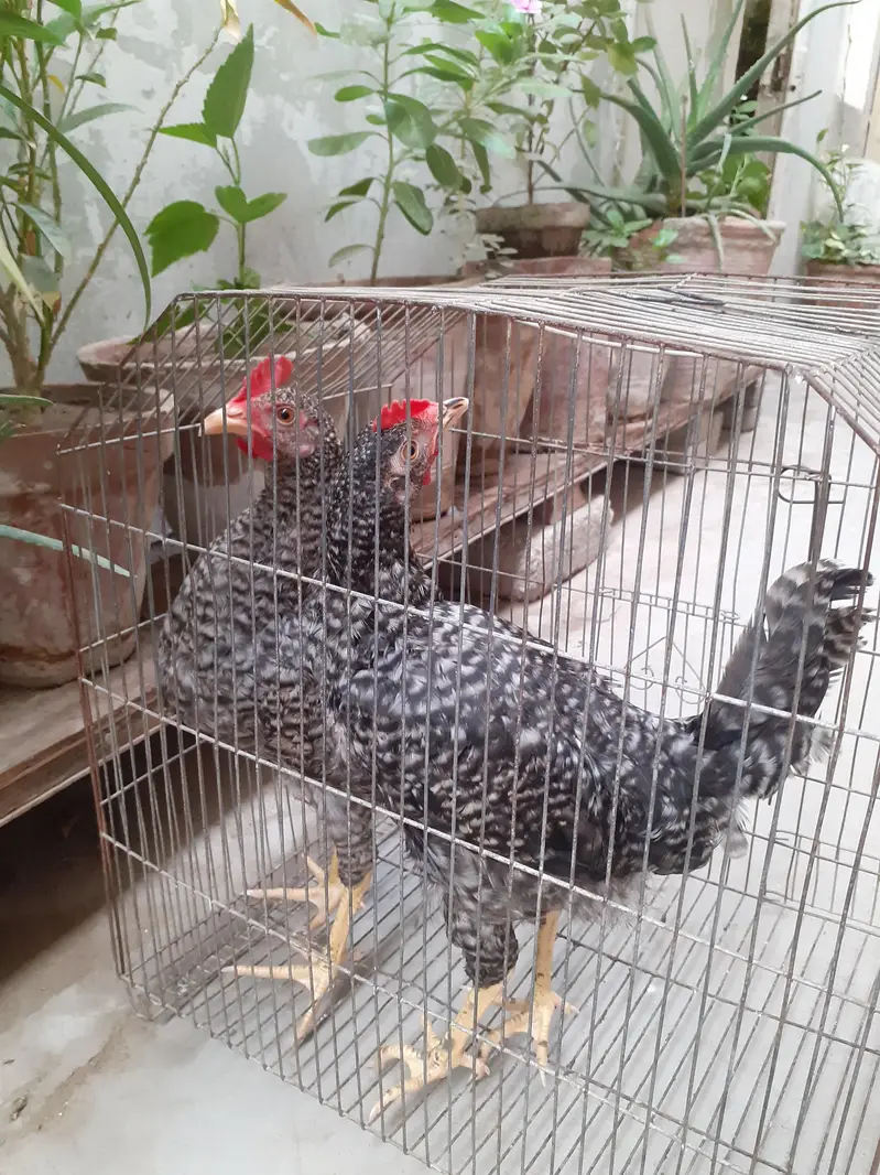 Breed plymouth rock for sale pair — photo 4