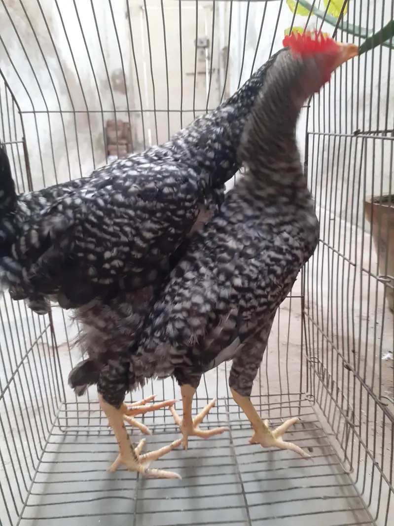 Breed plymouth rock for sale pair — photo 5