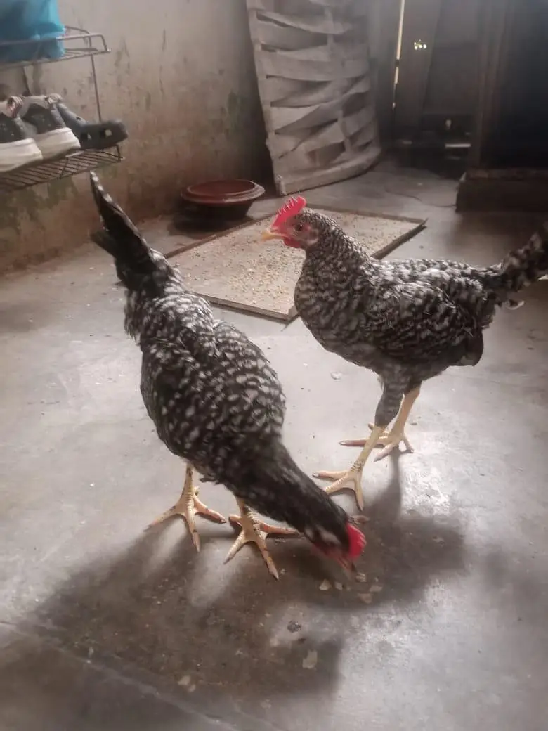 Breed plymouth rock for sale pair — photo 6