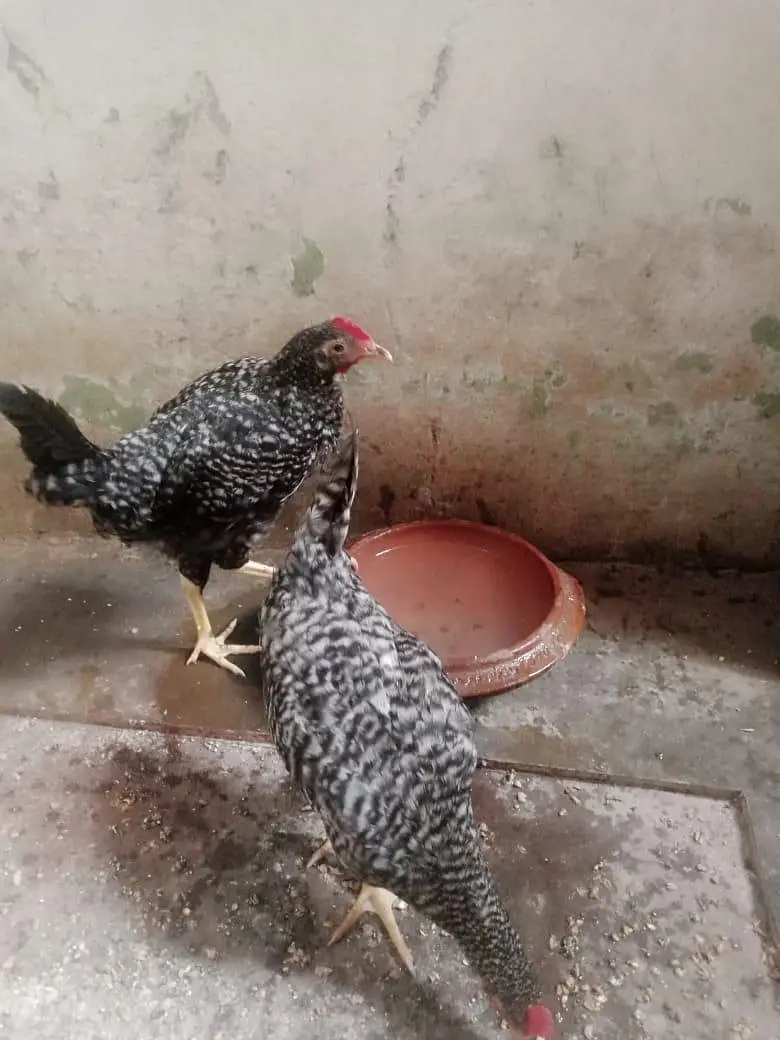 Breed plymouth rock for sale pair — photo 7