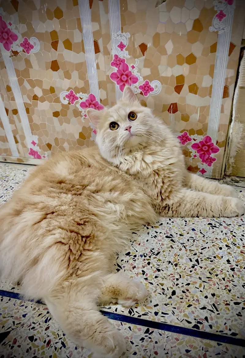 Persian male and female cat — photo 4