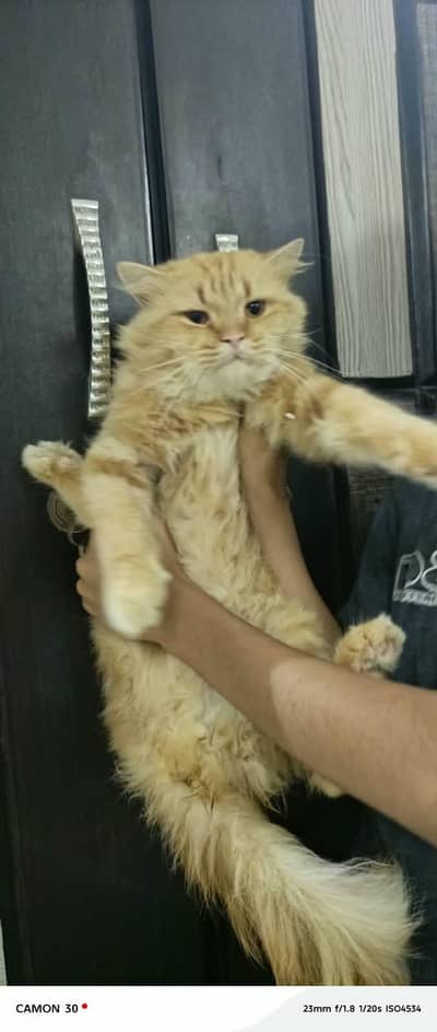 Stud Pure Persian Triple coat Male.