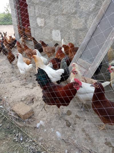 Golden Misri Hens