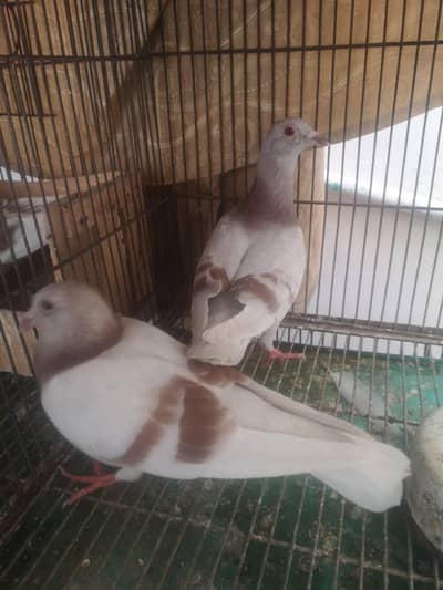 Pigeons