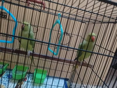 ringneck parrots