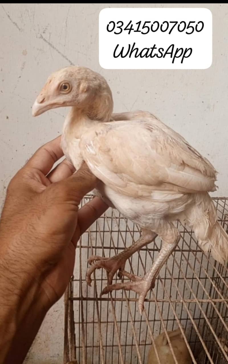 White heera  pair 0