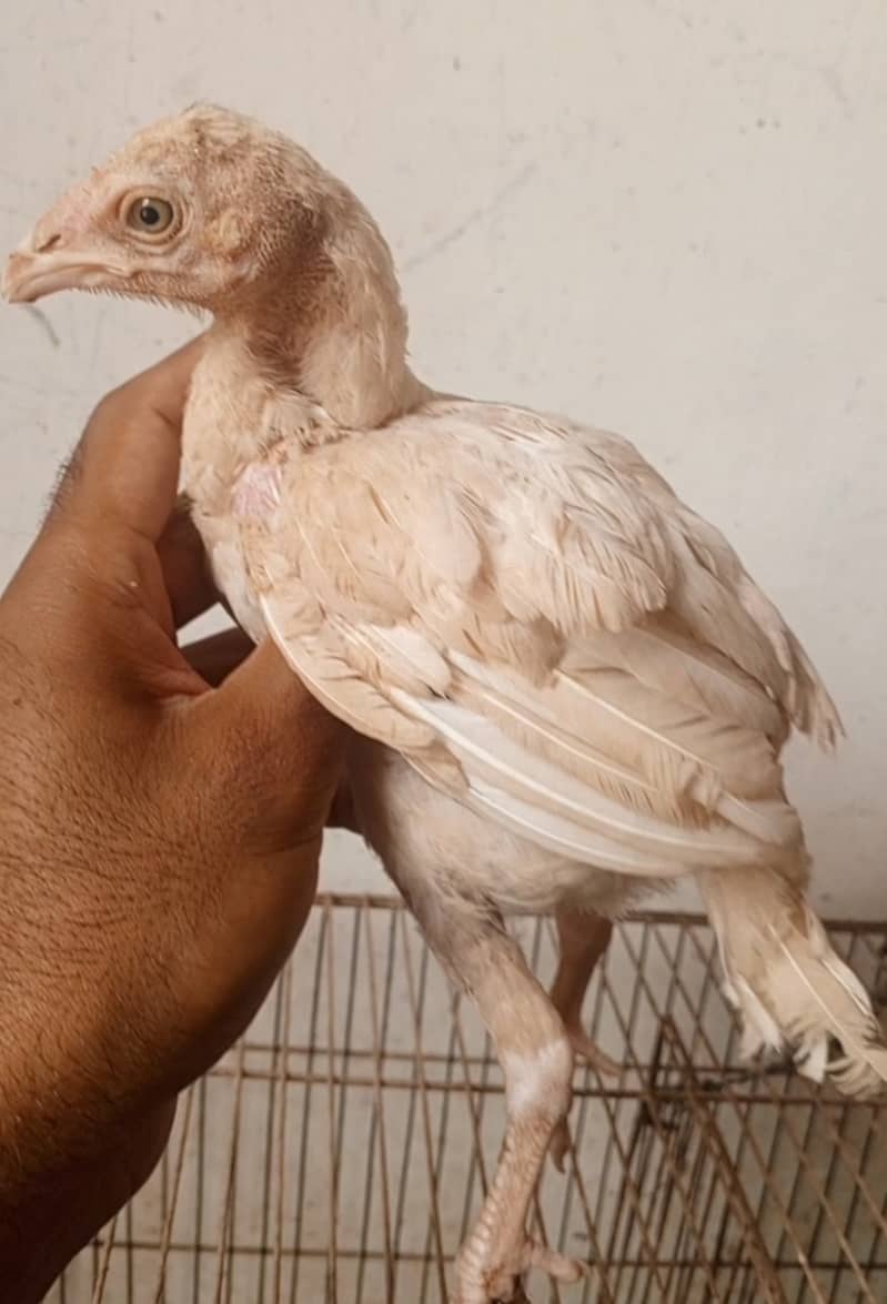White heera  pair 1