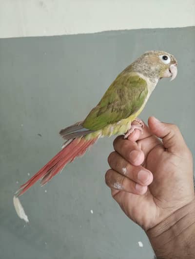 pianapple male