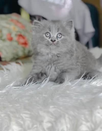 Persian kittens whatp ///0327 ///6410026///