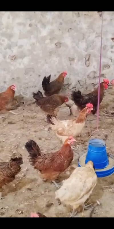golden Misri/ Desi eggs/ age 5-6 month