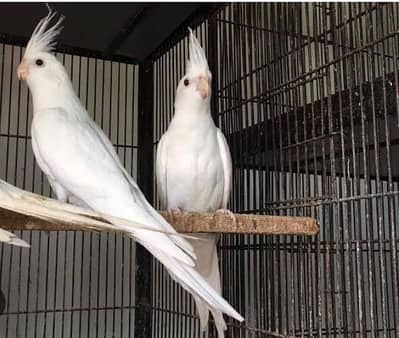 URGENT SALE CONTACT 03171071037
