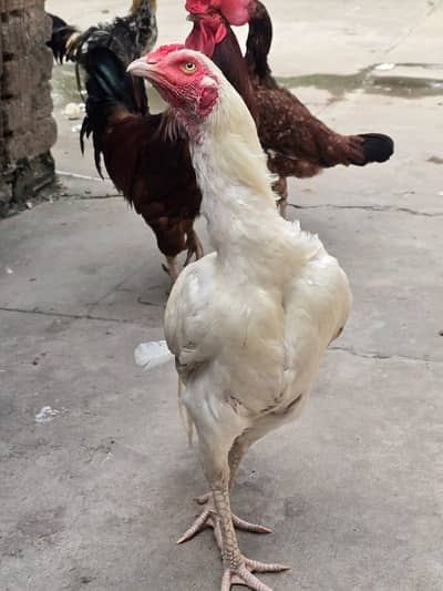 koi majbure ha tbe sale kar rha hu