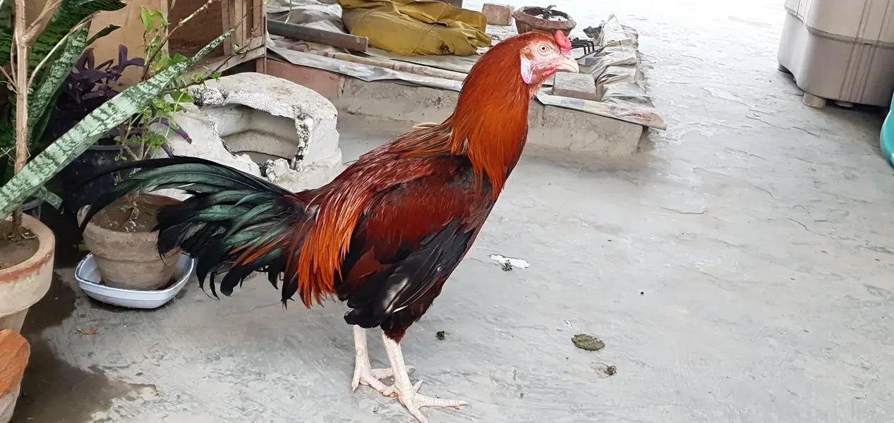 Aseel Birds — photo 3