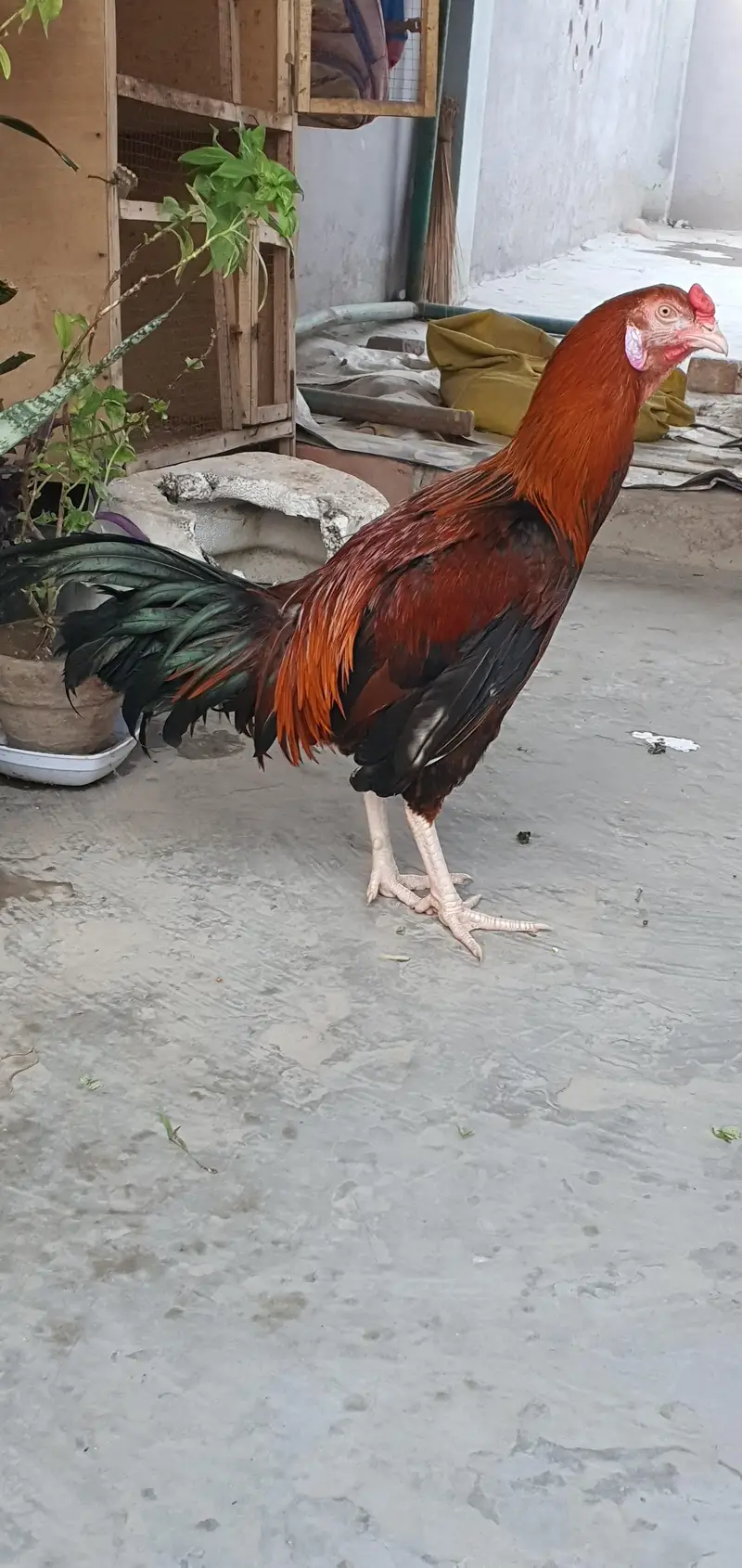 Aseel Birds — photo 4