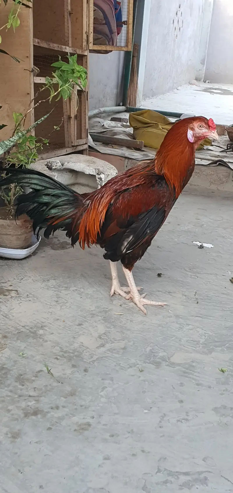 Aseel Birds — photo 5