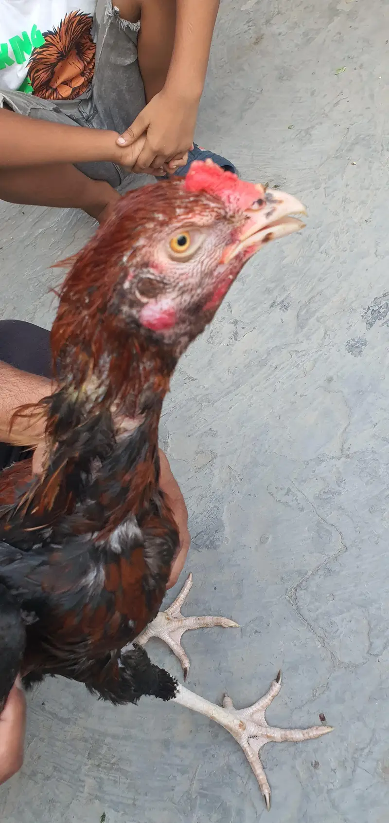Aseel Birds — photo 7