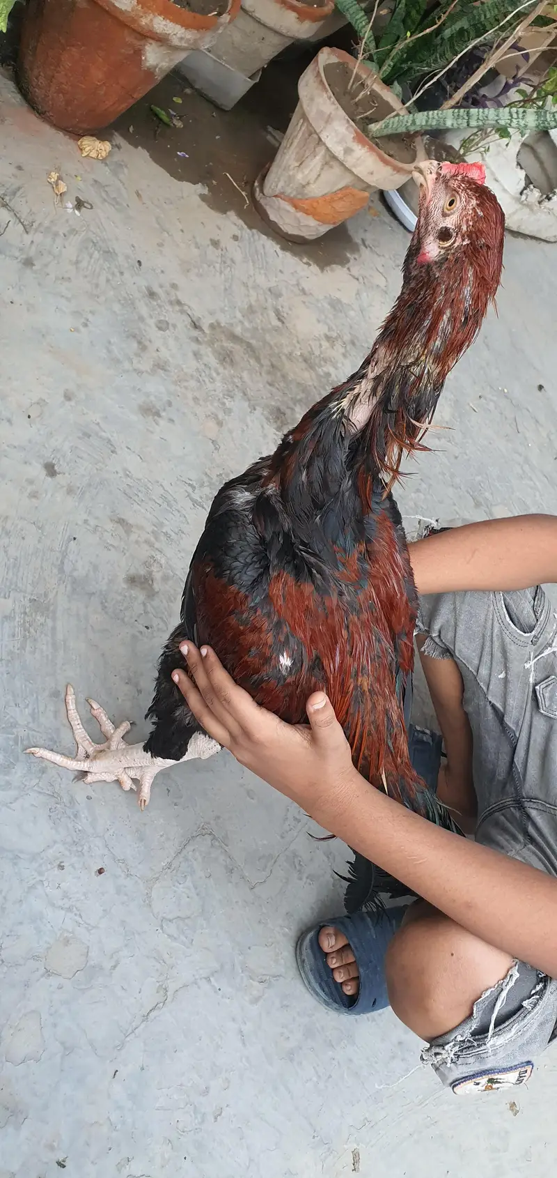 Aseel Birds — photo 8