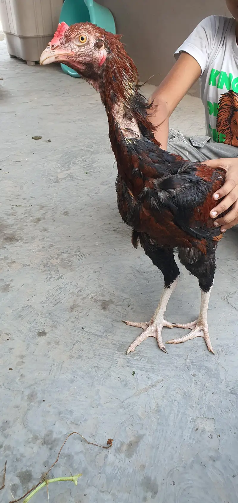 Aseel Birds — photo 9