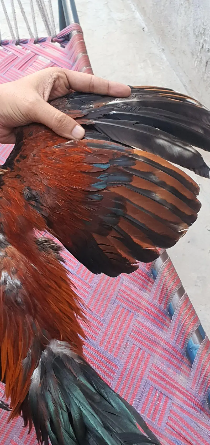 Aseel Birds — photo 10